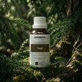 Sugi - Aromen